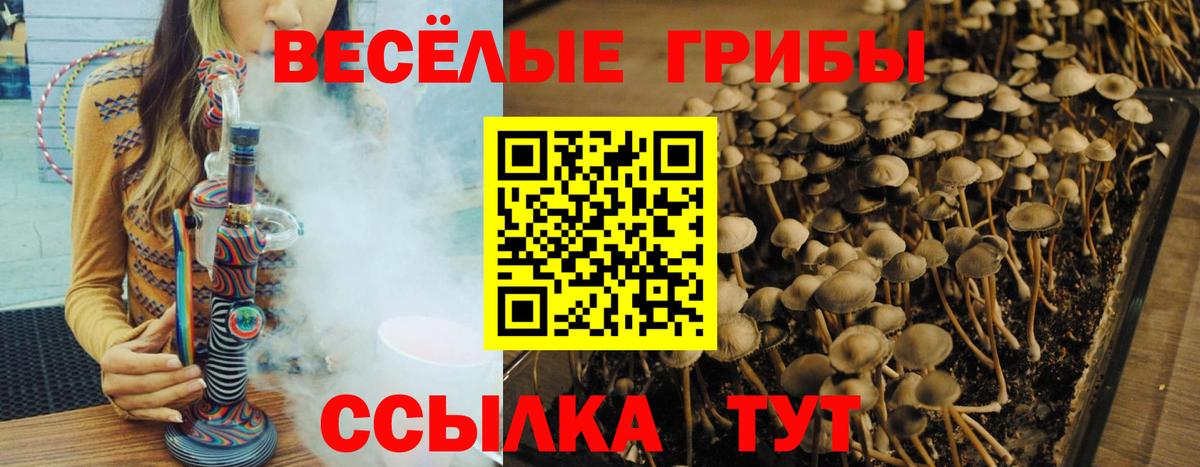 Псилоцибиновые грибы Psilocybine cubensis Касимов